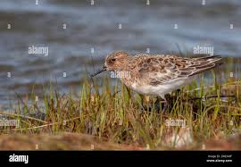 Attēlu rezultāti vaicājumam “Calidris alba adult”