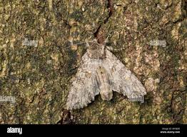 Attēlu rezultāti vaicājumam “Polia nebulosa”