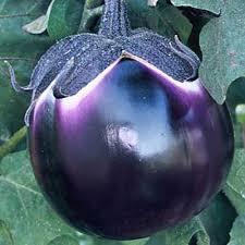 Afbeeldingsresultaat voor melanzana prosperosa eggplant