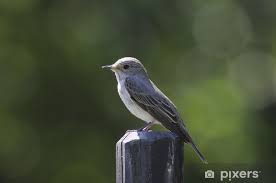 Attēlu rezultāti vaicājumam “Muscicapa striata”