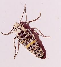 Attēlu rezultāti vaicājumam “Erannis defoliaria imago”