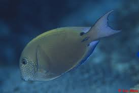 Image result for Acanthurus blochii