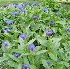 Image result for Flockenblume