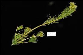 Attēlu rezultāti vaicājumam “Pinus sibirica”