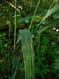Attēlu rezultāti vaicājumam “Milium effusum leaf”