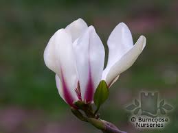 Attēlu rezultāti vaicājumam “Magnolia cylindrica”
