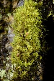 Attēlu rezultāti vaicājumam “Cynodontium strumiferum”