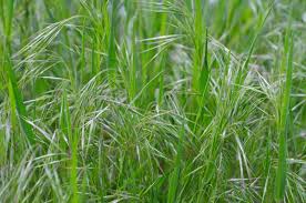 Attēlu rezultāti vaicājumam “Anisantha tectorum”