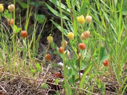 Attēlu rezultāti vaicājumam “Trifolium aureum leaf”