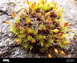 Attēlu rezultāti vaicājumam “Orthotrichum anomalum sporophyte”