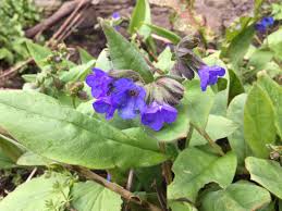Attēlu rezultāti vaicājumam “Pulmonaria angustifolia leaf”