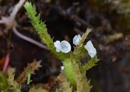 Attēlu rezultāti vaicājumam “Rimbachia neckerae”