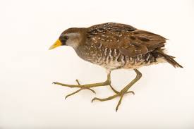 Image result for Porzana carolina