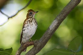 Image result for Hylocichla mustelina