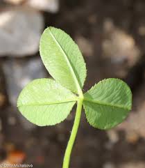 Attēlu rezultāti vaicājumam “Trifolium fragiferum leaf”