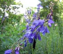 Attēlu rezultāti vaicājumam “Galega orientalis bud”