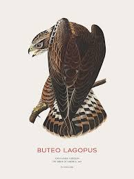 Attēlu rezultāti vaicājumam “Buteo lagopus”