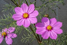 Image result for Cosmos bipinnatus