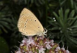 Attēlu rezultāti vaicājumam “Agrodiaetus amandus”