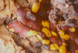 Attēlu rezultāti vaicājumam “Perichaena depressa”