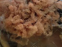 Attēlu rezultāti vaicājumam “Arcyria affinis stalked”