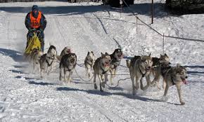 Image result for Team Ice Fire British Sled Dog Racing Team