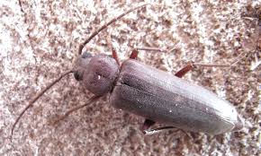 Attēlu rezultāti vaicājumam “Criocephalus rusticus”