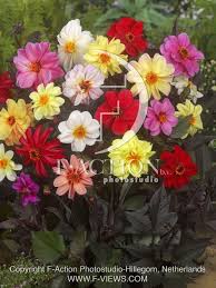 Image result for Dahlia `Red Skin`