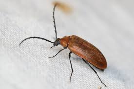 Attēlu rezultāti vaicājumam “Pseudocistela ceramboides”