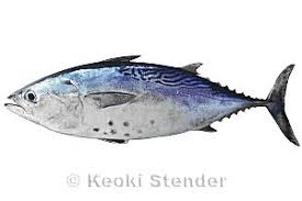 Image result for Eumegistus illustris