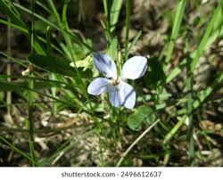 Attēlu rezultāti vaicājumam “Viola uliginosa flower”
