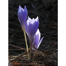 Attēlu rezultāti vaicājumam “Crocus speciosus”