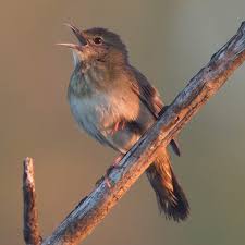 Image result for Locustella fluviatilis