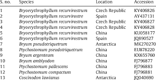 Attēlu rezultāti vaicājumam “Bryum amblyodon”