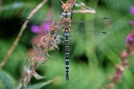 Attēlu rezultāti vaicājumam “Paramesus obtusifrons”