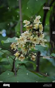Attēlu rezultāti vaicājumam “Catalpa ovata flower”