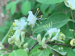Attēlu rezultāti vaicājumam “Lonicera xylosteum flower”