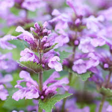 Image result for Nepeta cataria