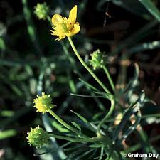 Attēlu rezultāti vaicājumam “Ranunculus auricomus”