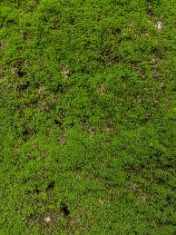 Attēlu rezultāti vaicājumam “Anthocerotopsida”