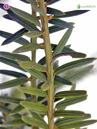 Attēlu rezultāti vaicājumam “Taxus baccata leaf”