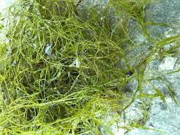 Attēlu rezultāti vaicājumam “Chara globularis”