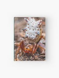 Attēlu rezultāti vaicājumam “Araneidae”