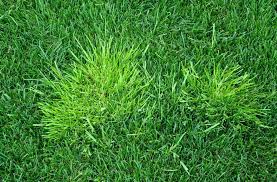 Attēlu rezultāti vaicājumam “Poa trivialis”