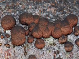 Attēlu rezultāti vaicājumam “Hypoxylon multiforme”