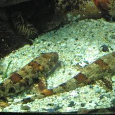 Image result for Haploblepharus pictus