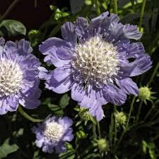 Image result for scabiosa caucasica