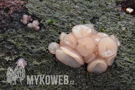 Attēlu rezultāti vaicājumam “Neobulgaria pura”