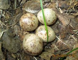 Attēlu rezultāti vaicājumam “Scolopax rusticola eggs”