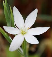 Attēlu rezultāti vaicājumam “Sclerophora pallida”